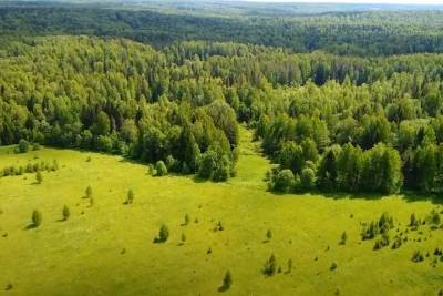 Ученые разработали новый способ защиты лесов