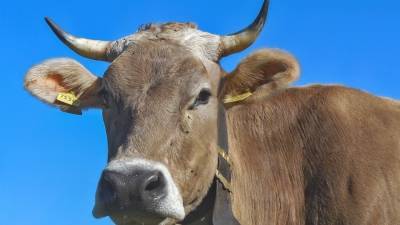 Жительница штата Висконсин заметила корову в машине среди очереди в «МакАвто»