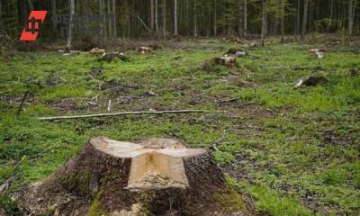 Новосибирские «черные лесорубы» вырубили деревьев на 65 миллионов рублей