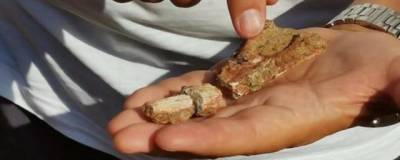 Палеонтологи нашли следы триасовых рептилий в Первомайском районе Оренбургской области