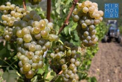 Дагестан ожидает в 2021 году очередной рекорд по сбору урожая винограда