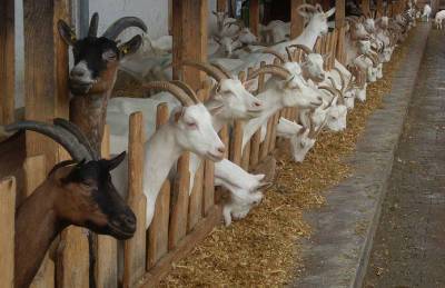 Дотации за содержание коз и овец начислены - agroportal.ua - Украина