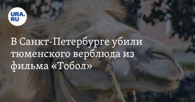 В Санкт-Петербурге убили тюменского верблюда из фильма «Тобол»