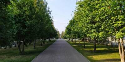 Новосибирские власти объяснили снос деревьев на Красном проспекте