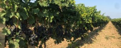 В Дагестане ожидают больший урожай винограда, чем в 2020 году, когда он стал рекордным