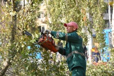 Белгородцы могут поднять вопрос о спиле дерева на общем собрании жильцов