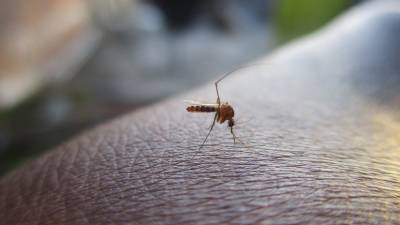 Россиян предупредили о возможном появлении комаров-переносчиков лихорадки Западного Нила