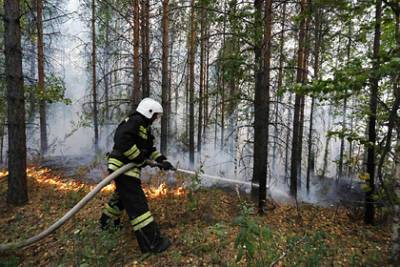 Лесные пожары в России связали со сбором ягод и грибов