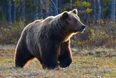 В России туристы всю ночь бегали от медведя по национальному парку