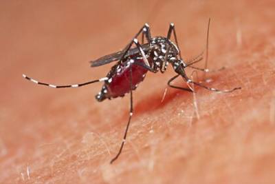 В Роспотребнадзоре предупредили о комарах-переносчиках лихорадки Западного Нила