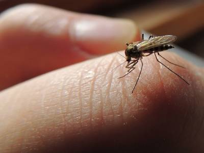 Россиян предупредили о возможном нашествии комаров-переносчиков опасной лихорадки