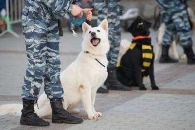 В Тверской области умный пес помог найти воров