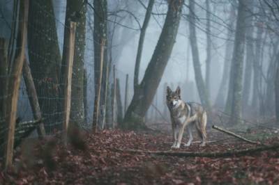 В Италии девушку растерзала насмерть стая бродячих собак на пикнике в лесу