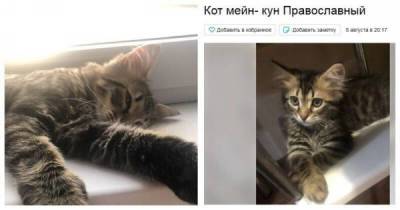 В Краснодарском крае выставили на продажу православного кота