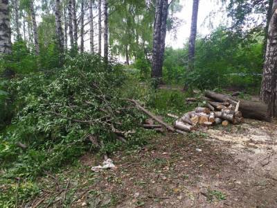 Жители улицы Богородского пожаловались на вырубку деревьев