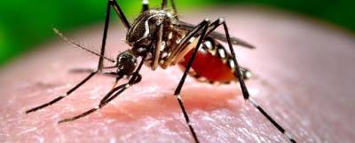 Роспотребнадзор предупредил о появлении в России комаров-переносчиков лихорадки Западного Нила