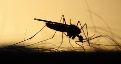 Россиян предупредили о комарах - переносчиках лихорадки Западного Нила