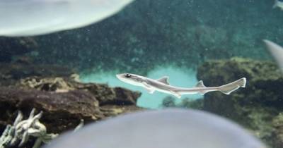 "Беспорочное" зачатие. В Италии акула родила детеныша в аквариуме без самцов