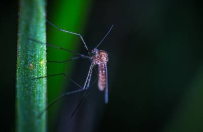 В Роспотребнадзоре предупредили об опасности укусов комаров-переносчиков лихорадки Западного Нила – Учительская газета