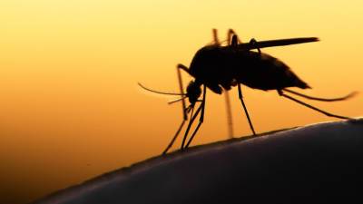 Лихорадка Западного Нила: стоит ли бояться комаров-переносчиков и как себя обезопасить?
