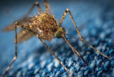 Опасные комары-переносчики лихорадки Западного Нила появятся в России осенью