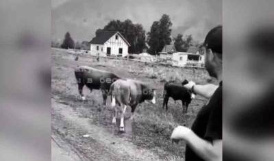 На Алтае неизвестный расстрелял из пистолета пасущихся коров