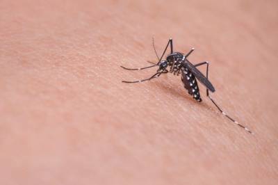 Осенью в России могут повиться комары, переносящие лихорадку Западного Нила