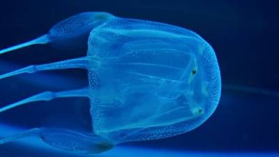 Можно ли умереть от укуса медузы в Израиле: отвечает специалист