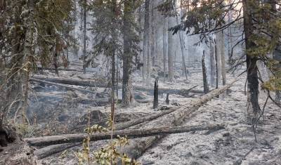 В Башкирии действуют три очага лесных пожаров. Все в Белорецком районе