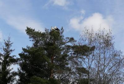 Спасатели навестили семью аистов в Неппово, гнездо которой спасли в прошлом году