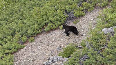 Туристы всю ночь убегали от медведя в национальном парке в Бурятии