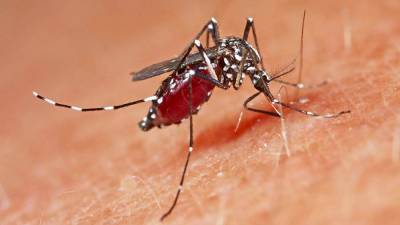 Эксперт оценил угрозу нашествия комаров-переносчиков лихорадки Западного Нила