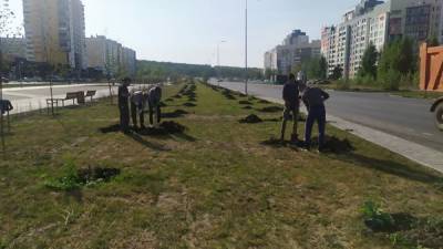 В сквере на северо-западе Челябинска за лето засохли 211 молодых деревьев