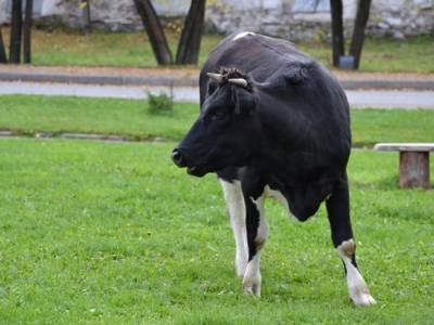 Блогер на Алтае расстрелял коров из травматического пистолета (видео)
