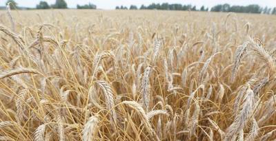 В Беларуси начинается сев озимых зерновых культур