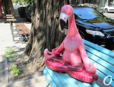 В Одессе на скамейке фламинго застыл в позе лотоса (фото) - odessa-life.od.ua - Украина - Одесса