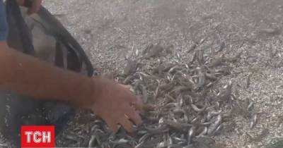 Собирают руками и лопатами: под Херсоном из-за аномалии произошел массовый мор рыбы (видео)