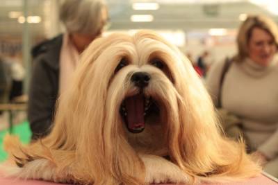 Тамбовские собаководы представят своих питомцев на Всероссийской выставке собак