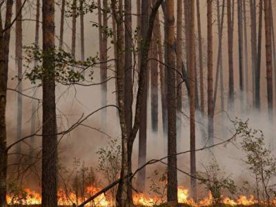 В России лесные пожары подобрались к ядерному центру в Сарове