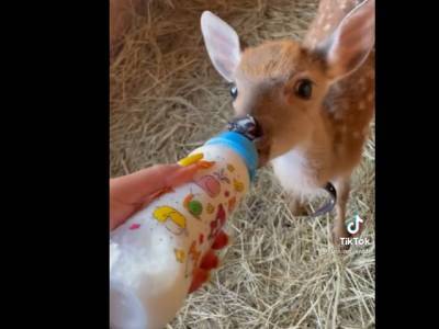 Бэмби, кушающий из детской бутылочки, умилил пользователей Интернета