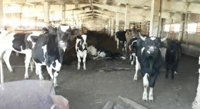 По какой причине сдохла корова на ферме в Вурнарском районе: голод, обезвоживание или вздутие