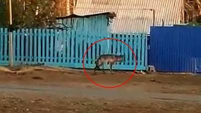 В деревне Башкирии заметили странное животное