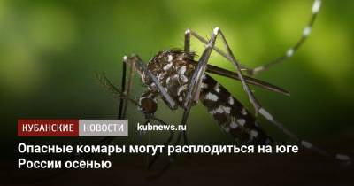 Опасные комары могут расплодиться на юге России осенью
