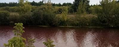 В закрытом пруду под Воронежем покраснела вода и погибла рыба