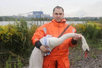 Смерть спасенного лебедя в Туле: не помогла даже помощь специалистов