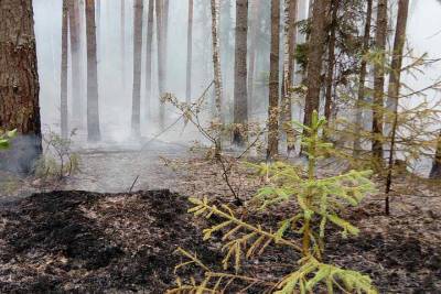 Повторный пожар потушили в Нечкинском нацпарке в Удмуртии