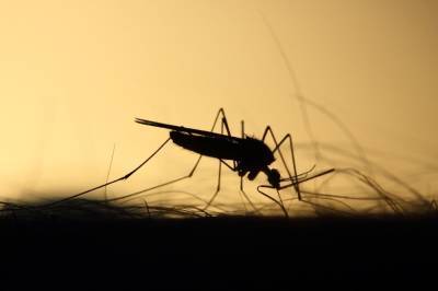 Ростовская область готовится к нашествию комаров, переносящих лихорадку Западного Нила
