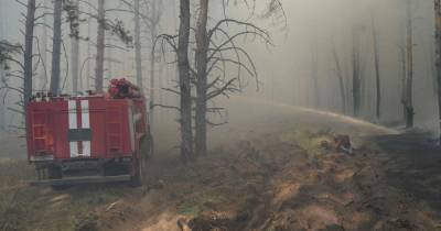На Луганщине загорелся лес (ФОТО)