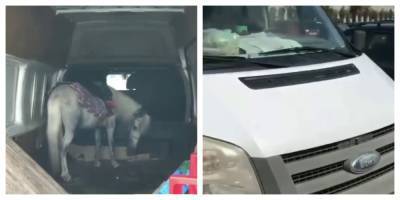 "Водителя нет, машина закрыта": пони оставили в запертом автомобиле на жаре, фото
