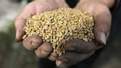 Россельхознадзор: требования при декларировании зерна, предназначенного для пищевых и кормовых целей